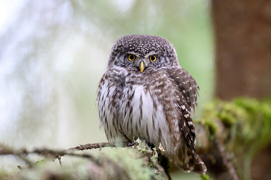 Eurasian pygmy owl (Glaucidium passerinum)