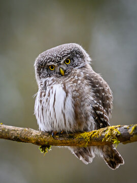 Eurasian pygmy owl (Glaucidium passerinum)
