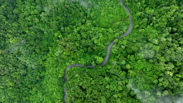 Aerial view of a winding forest road surrounded by dense tropical trees, representing ESG leadership, Sustainability Report, Annual Report, Green Finance, Net Zero Strategy, Carbon Credit initiatives