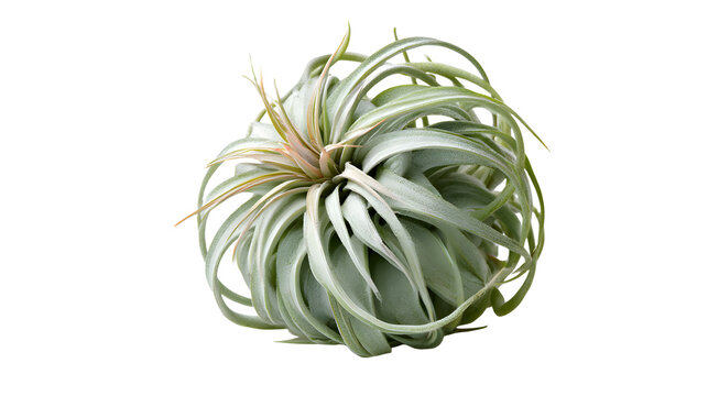 A professional studio shot of a air plant tillandsia unique rootless silver green rosette, clean PNG isolated on a solid white background