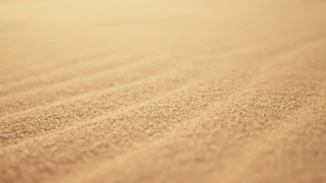 sand dunes in the beach