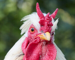 Close-up front view of a unique white rooster featuring a V-shaped devil-like red comb, crest, red wattles, and sharp yellow beak against a blurred green background. © erwin
