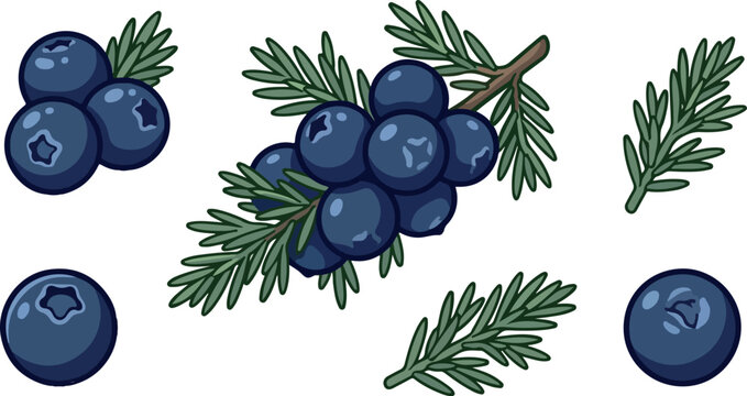 Vector set of fresh juniper berry branches and single fruits isolated on white