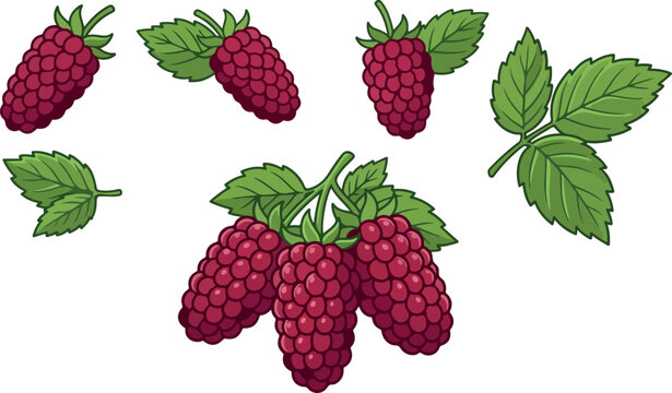 Vector set of fresh boysenberry clusters and single ripe fruits isolated on white