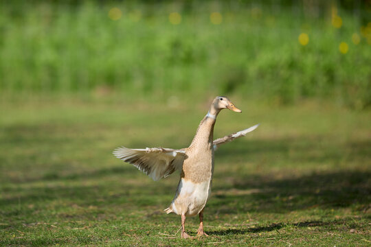 A light brown Indian Runner duck standing upright on a green lawn with outstretched wings flapping under daylight in an outdoor setting.