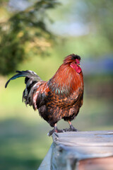 A handsome rooster with bright red plumage and a dark tail stands proudly outdoors on a wooden ledge against a soft green blurred background. © erwin