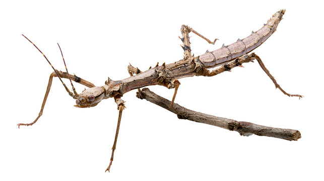 A professional studio shot of a camouflaged walking stick insect mimicking dry wood branch, clean PNG isolated on a solid white background