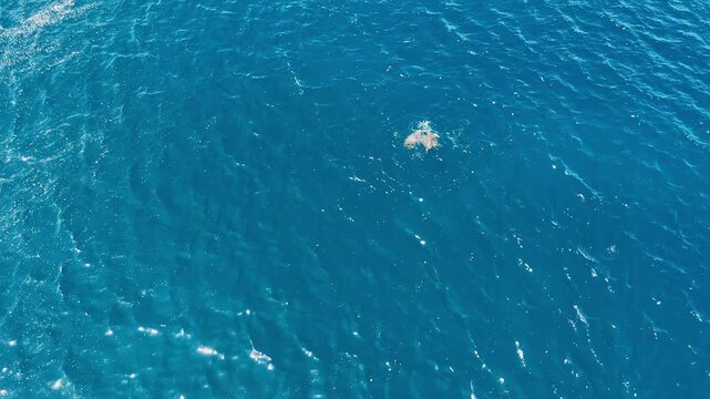 Green sea turtles mating in the ocean at Playa Cabuyal, Costa Rica