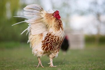 A proud rooster flapping its wings and fluffing feathers on a lush green lawn. Beautiful brown and white speckled poultry standing outdoors in bright daylight. © erwin