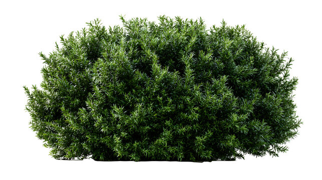 A professional studio shot of a dense yew bush taxus dark green needle foliage privacy garden, clean PNG isolated on a solid white background
