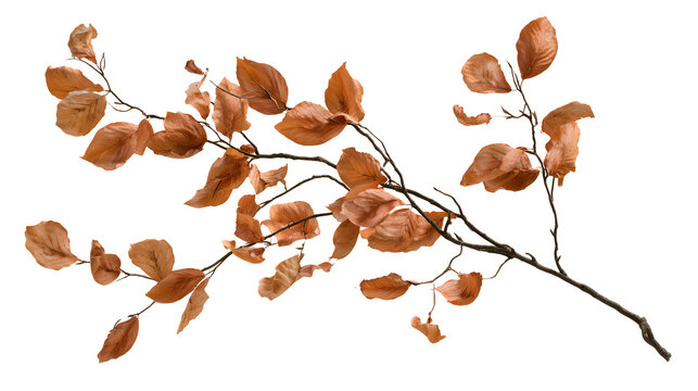 A professional studio shot of a autumn beech branch golden copper dry leaves rustling, clean PNG isolated on a solid white background