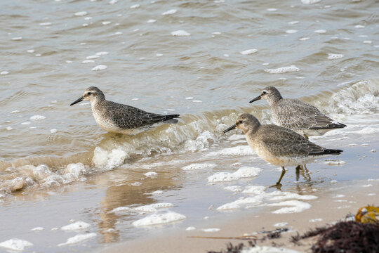 Three Red Knots Calidris canutus Feeding on Baltic Sea Coast in Liepaja