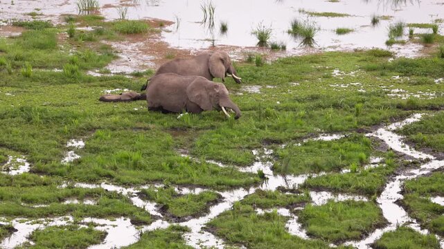 A group of African elephants gathered in shallow water, viewed from above in Amboseli National Park, Kenya, surrounded by the natural savanna landscape.