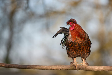 A handsome red-brown rooster with a feathery crest perched proudly on a wooden tree branch against a soft blurred natural background. © erwin