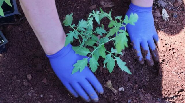 Gardener is planting young tomato seedling in soft brown soil using blue gloves at garden setting