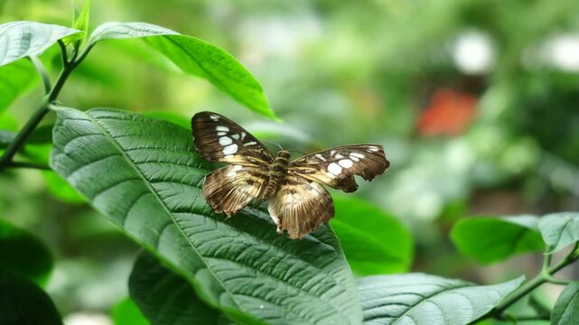Clipper butterfly opening and closing wings on green leaf