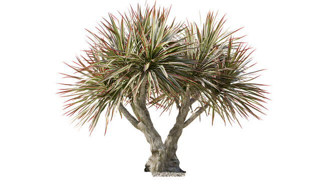 A professional studio shot of a dracaena marginata madagascar dragon tree spiky red edges, clean PNG isolated on a solid white background