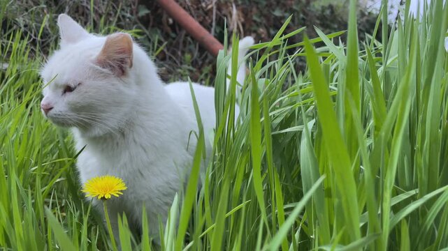 White street cat standing in high green grass behind yellow dandelion, looking around and then suddenly jumping out of the frame at the end.