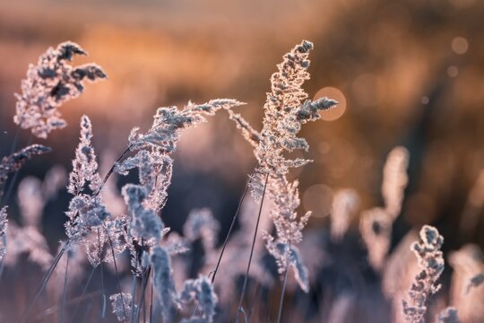 Beautiful autumnal scenery, grass and sunlight