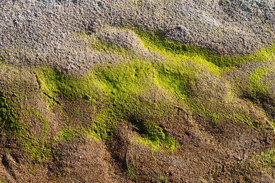 Close-up of bright green algae on wet sand, creating a varied abstract surface through natural patterns, uneven textures and sunlight.