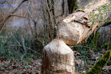 photo of a beaver gnawed tree, beaver habitat by the water, early spring © ANDA