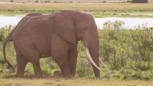 African elephants walking across the open plains of Amboseli National Park, Kenya, surrounded by the characteristic landscape of East African savanna.