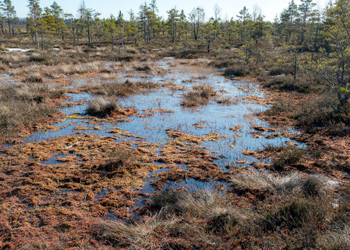 beautiful colors of the bog in the sunset light, bog lake and pine trees, traditional bog vegetation