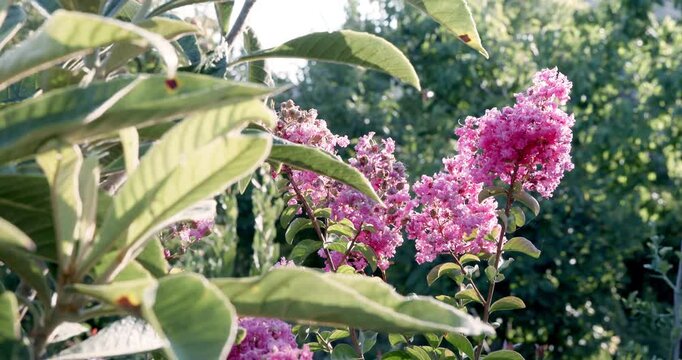 Lagerstroemia pink flowers blooming among green leaves in a sunlit garden