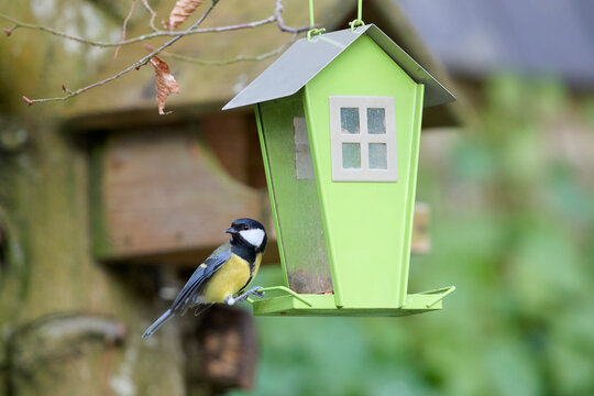 A Great Tit perched on a bright green, house-shaped bird feeder hanging outdoors in a garden setting.