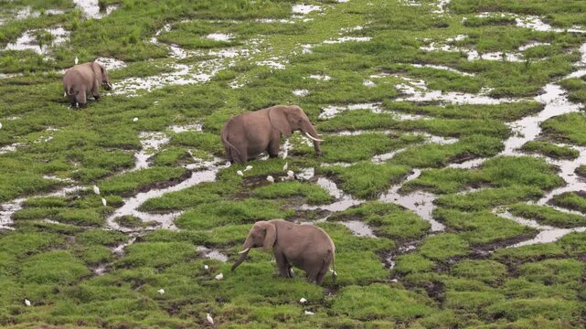 A group of African elephants gathered in shallow water, viewed from above in Amboseli National Park, Kenya, surrounded by the natural savanna landscape.