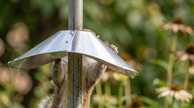 Squirrel climbing a pole under a bird feeder baffle in a garden  