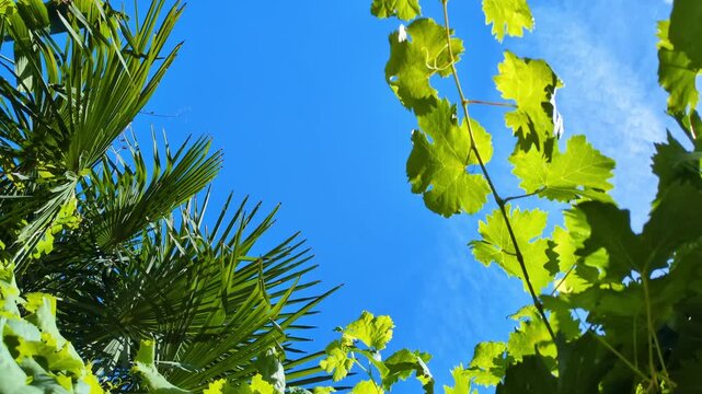 bright blue sky with palm leaves and grape vines, vibrant green foliage against sunny backdrop, nature texture, organic growth patterns, tropical garden elements, summer vibes