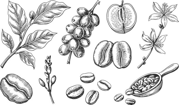 Coffee branch with beans and blossoms engraving illustration for organic cafe branding and menu.