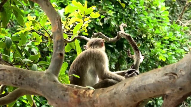 A monkey resting on a tree branch in the forest