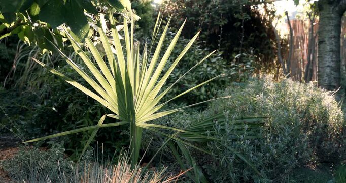 Fan palm growing in a lush garden with warm sunlight and tropical greenery, Sabal minor palm