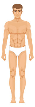 Male body figure front view. Man in underwear