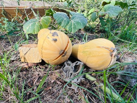 Cracked winter squash growing in vegetable garden