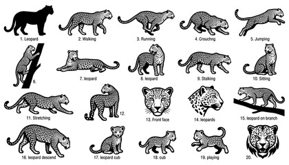 Obraz premium Leopard Poses Illustration Set with Various Actions Like Walking, Running