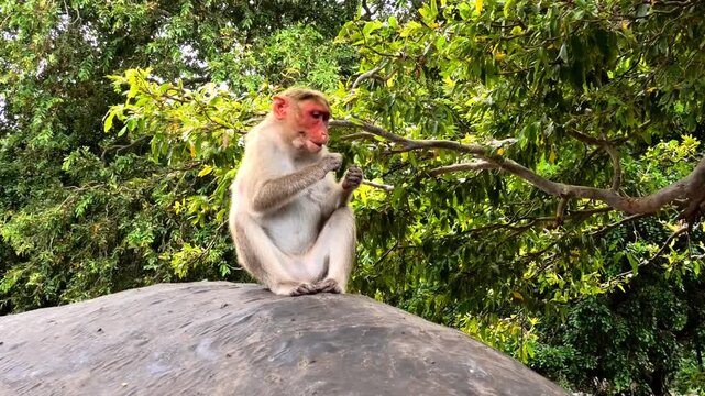 A monkey resting on a rock in the forest