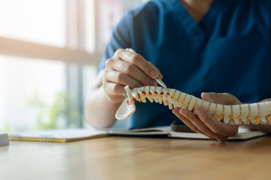close up physical therapist hand pointing on human skeleton at back to advise and consult to patient to treatment in medical clinic office for healthcare concept