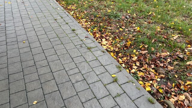 autumn leaves on pavement, Paved sidewalk path next to lawn with yellow fallen autumn leaves in park