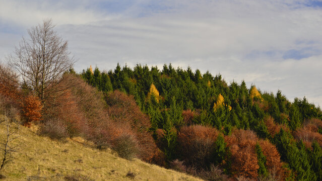 Deciduous trees, their foliage tinged with ochre in autumn, amidst the pine forest.