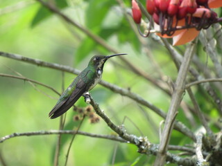 Black-throated mango hummingbird perched in Brazil © Suzanne