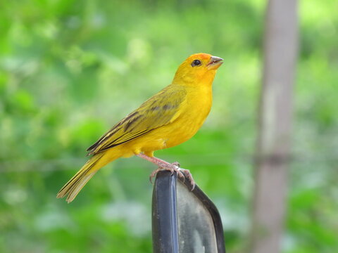 Saffron finch perched in Brazil