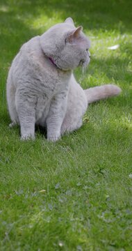 Scottish cat on lawn with intense eyes in garden