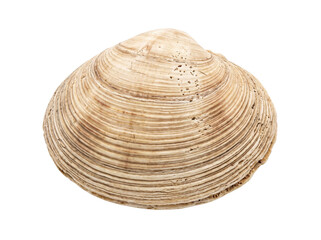 Single Textured Clam Shell Isolated © Frodo