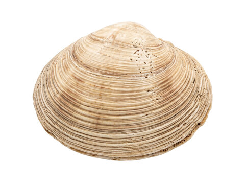 Single Textured Clam Shell Isolated