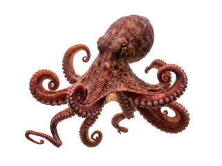 Common Octopus Isolated On White © Frodo