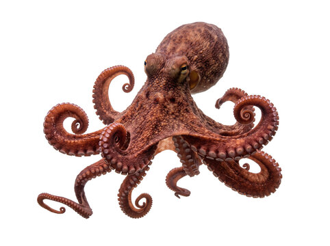Common Octopus Isolated On White