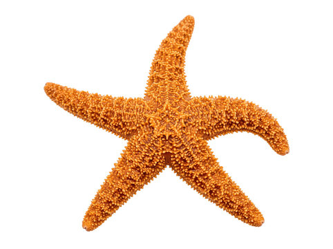 Orange Starfish Isolated on White